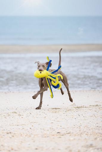 Image du produit Beeztees Pieuvre Amy (Jouet en peluche chien)