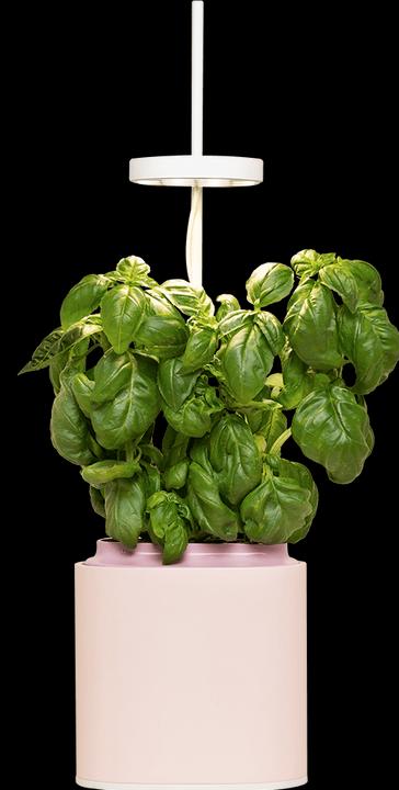Image du produit Prêt à Pousser Pot d'herbes aromatiques Nano (13.50 cm)