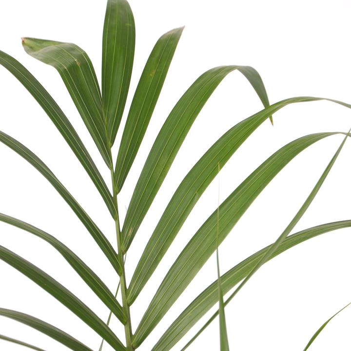 Produktbild Plant in a Box Howea Forsteriana - Kentia Palme (100 cm)