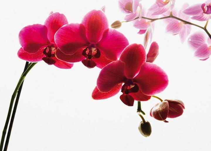 1Wall Fiore di orchidea
