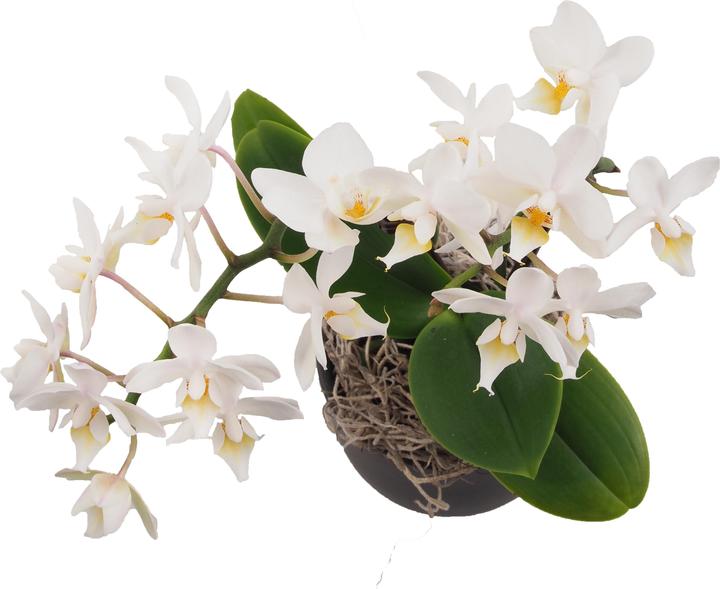 Actual product image Migros Ostschweiz Orchid bowl small (26 cm)