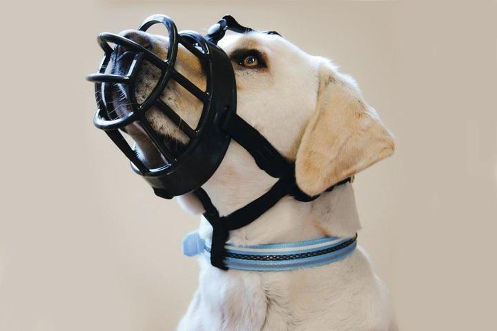 Image du produit Beeztees Bz Tpr Muselière Noir Grand 2 (2, Chien, Sport canin)