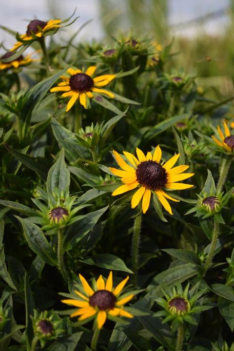Actual product image Säntispracht The coneflower, our summer star - Rudbeckia 'Little Goldstar' (60 cm)