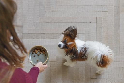 Immagine prodotto Designed by Lotte Ciotola per cani Jace (0.45 l)
