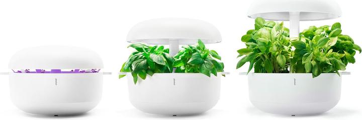 Plantui Elemento intermedio