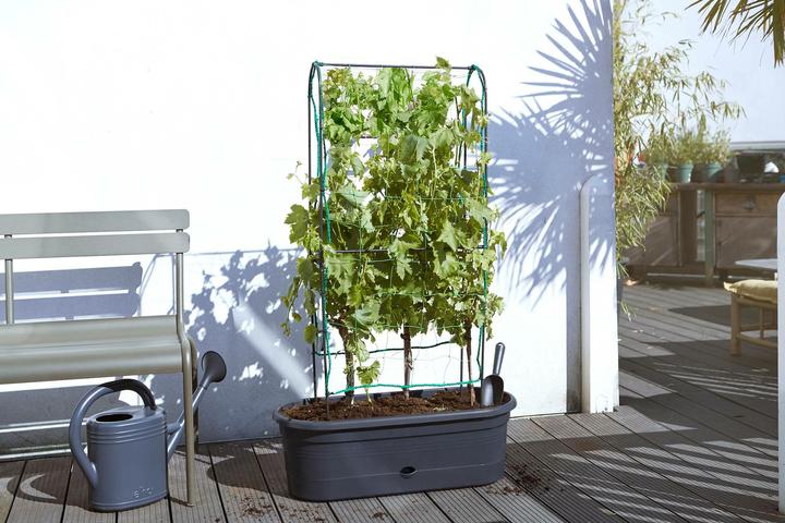 Actual product image Elho Green Basics (78 cm)
