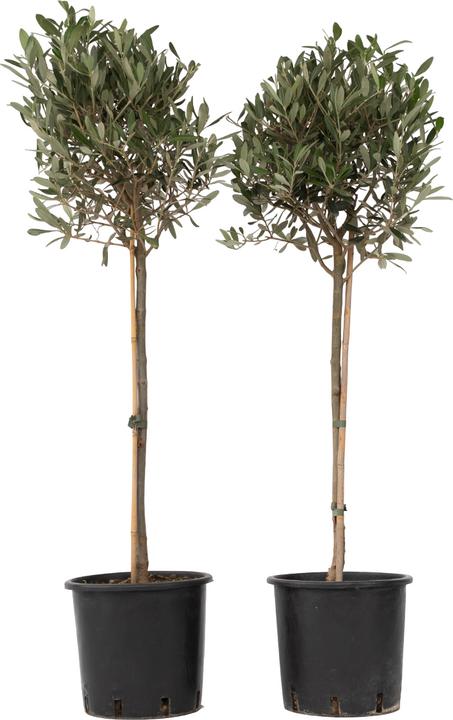 Plant in a Box Olea Europaea - Set di 2 alberi di ulivo