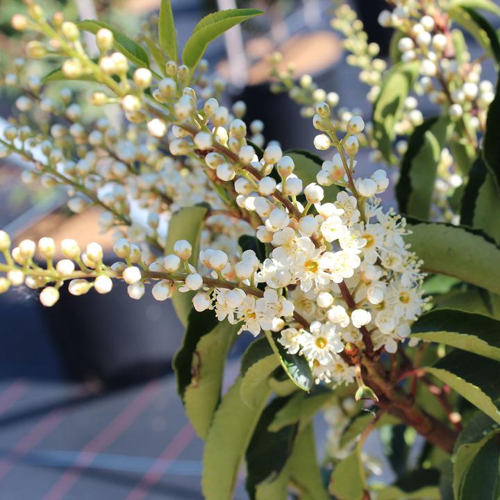 Immagine prodotto Zulauf Portugiesischer Kirschlorbeer / Prunus lusi. 'Angustifolia' (50 cm)