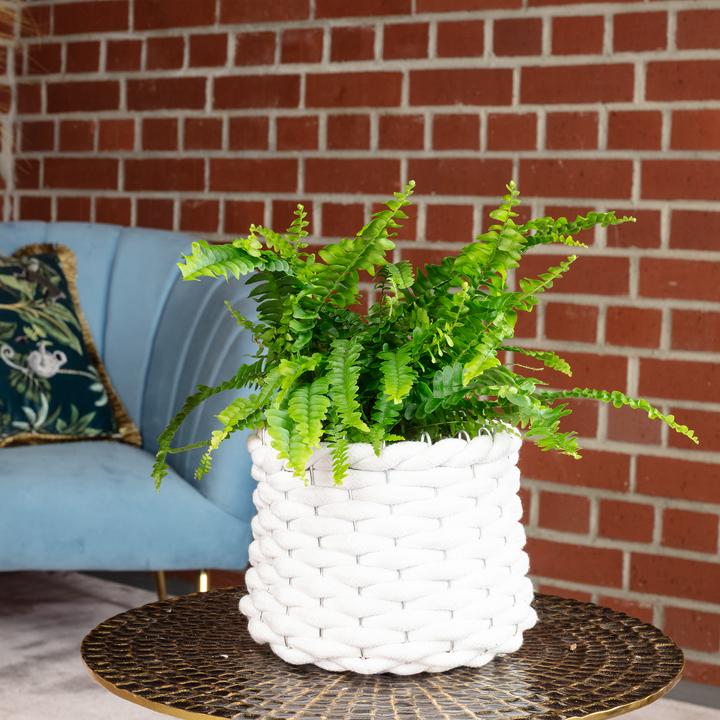 Produktbild Flowerbox Schwertfarn "Green Lady" - Nephrolepis (35 cm)