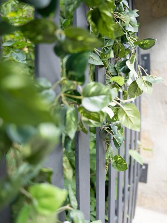 Productafbeelding Europalms Pothos Struik Klassiek (60 cm)