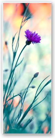 Produktbild Trenddeko Bravin - Luminous purple - Panorama (30 x 80 cm)