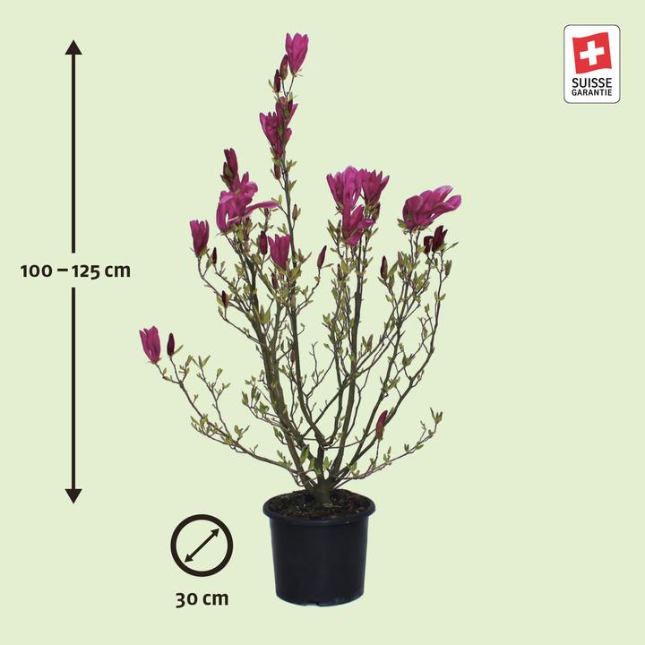 Immagine prodotto Zulauf Purpur-Magnolie / Magnolia 'Susan' (125 cm)