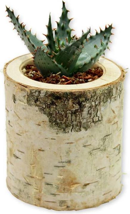 Produktbild Feel Green Birky Aloe Vera