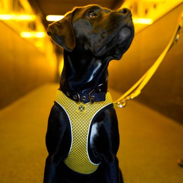Produktbild Hunter Dog Harness Hilo BVB XS - (68588) (XS, Hund, Hundesport)