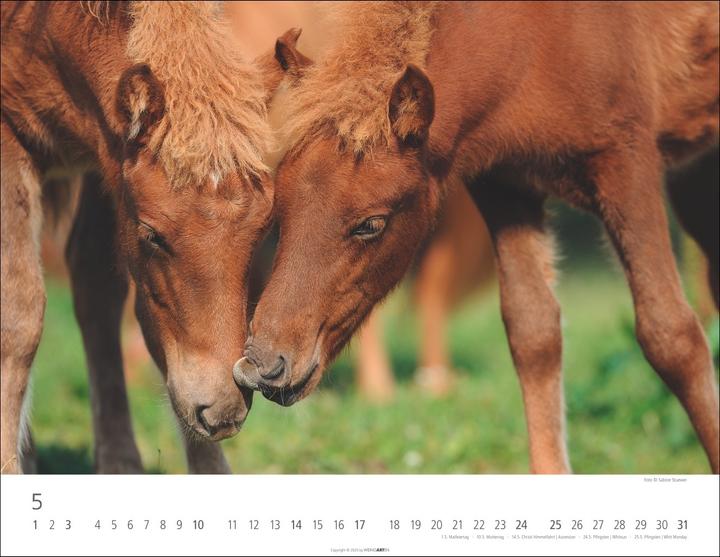 Produktbild Islandpferde Kalender 2026 (44 x 34 cm, Harter Einband, Deutsch, Englisch)