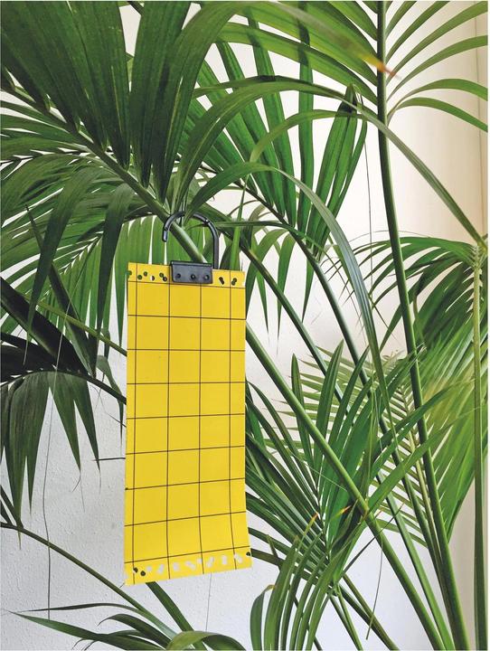 Produktbild Swissinno Gelbe Klebetafeln 5er Set