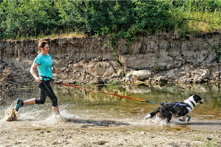 Actual product image Non-Stop Dogwear Bungee (M, Dog, Jogging)