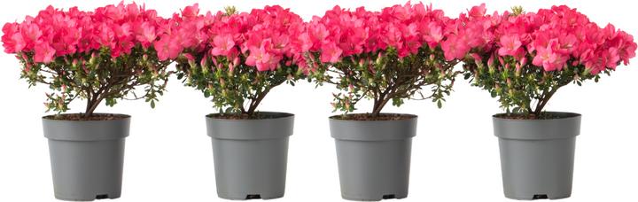 Immagine prodotto Plant in a Box Rhododendron azalea 'Anouk' - set di 4 azalee (25 cm)