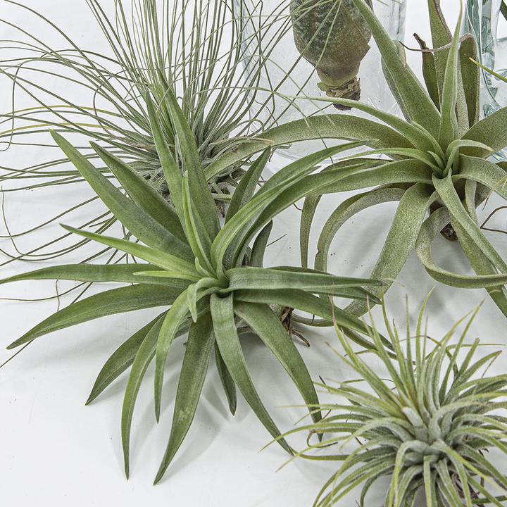 Produktbild Kakteen Gautschi Tillandsia-Set 2 (25 cm)
