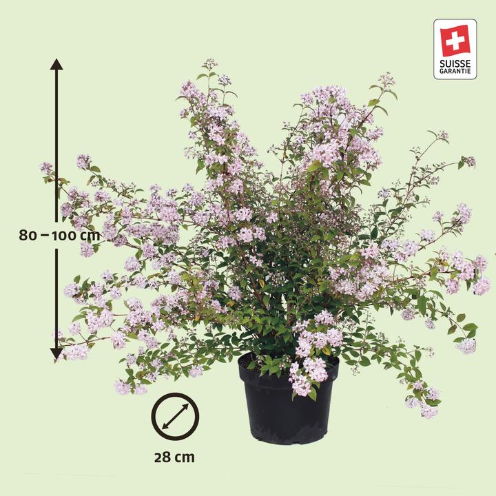 Actual product image Zulauf Rosen-Deutzie / Deutzia hyb. 'Mont Rose' (100 cm)