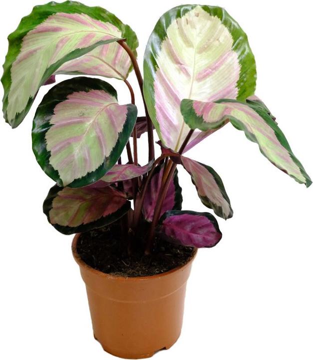 Produktbild VEG and the City Osasco (Korbmarante - Calathea silvia) (50 cm)