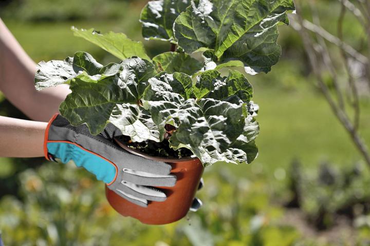 Actual product image Gardena Gardening glove (M)