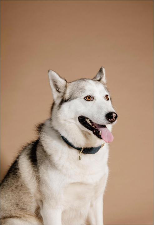 Produktbild Kentucky Dogwear Hunde Halsband Soft Vegan Leather (XS, Hund, Allgemein)