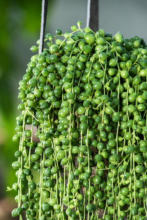 Produktbild Plant in a Box Senecio Rowleyanus - Perlenkette (20 cm)