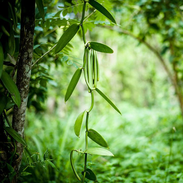 Actual product image 1001 Organic Vanilla Pods (9 g)