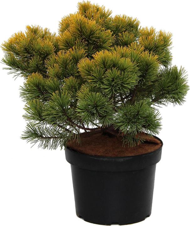 Produktbild Zulauf Zwerg-Berg-Föhre / Pinus mugo 'Winter Gold' (35 cm)