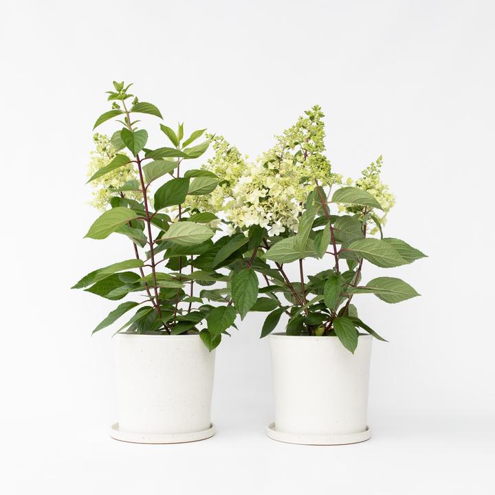 Actual product image Plant in a Box Hydrangea paniculata 'Candlelight' - set of 2 hydrangeas (25 cm)