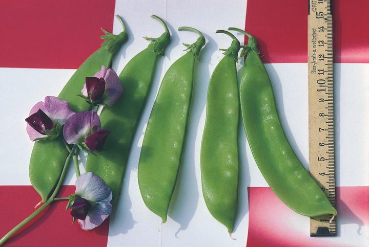 Produktbild Zollinger Bio Kefen, Schweizer Riesen (Keimlinge)