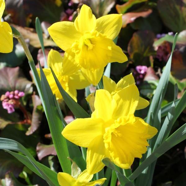 Actual product image Säntispracht Set of 2, daffodil - Narcissus Golden Violin (40 cm)