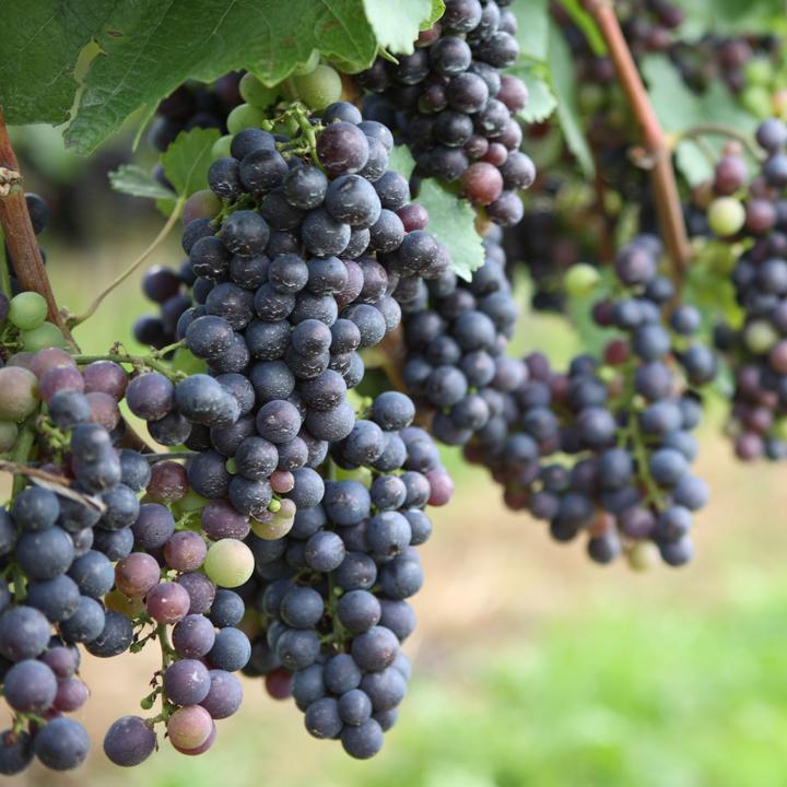 Produktbild Plant in a Box Vitis vinifera 'Cabernet franc', 'pinot gris', 'Chardonnay' - 3er Set Traubenpflanzen (25 cm)
