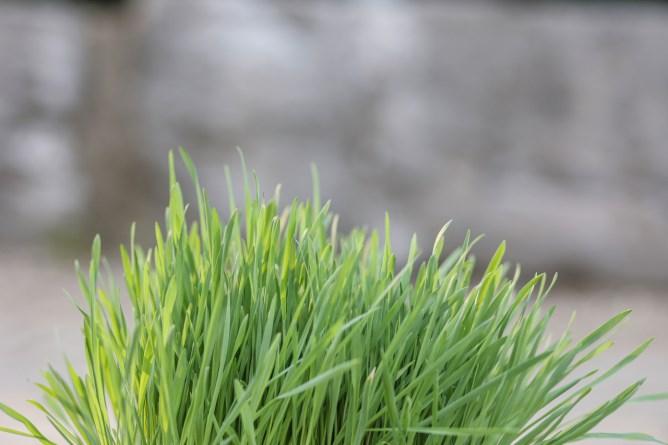 Produktbild Kerbl Katzengras (1 Stk., 130 g)