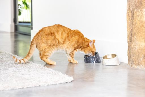 Actual product image Designed by Lotte Melamine Bowl Cat Vita