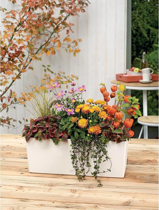 Produktbild Lechuza Balconera Color (19 cm)
