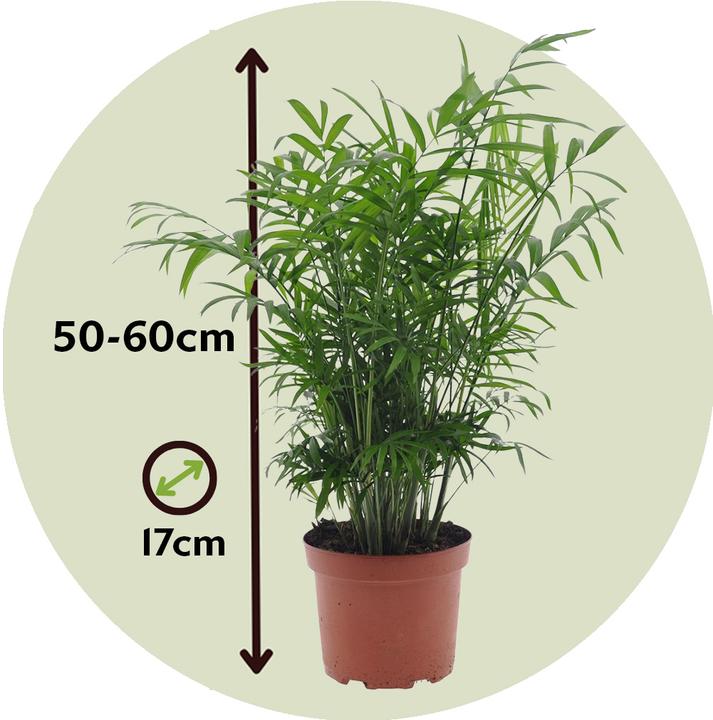 Produktbild Plant in a Box Chamaedorea elegans - Bergpalme - 2er-Set (50 cm)