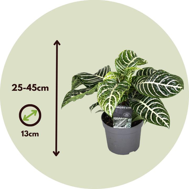 Image du produit Plant in a Box Aphelandra squarrosa Botanica - Herbe zébrée (25 cm)