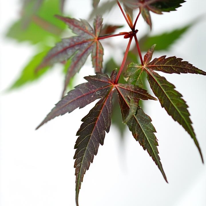 Actual product image Plant in a Box Acer palmatum 'Starfish' - Maple tree (60 cm)