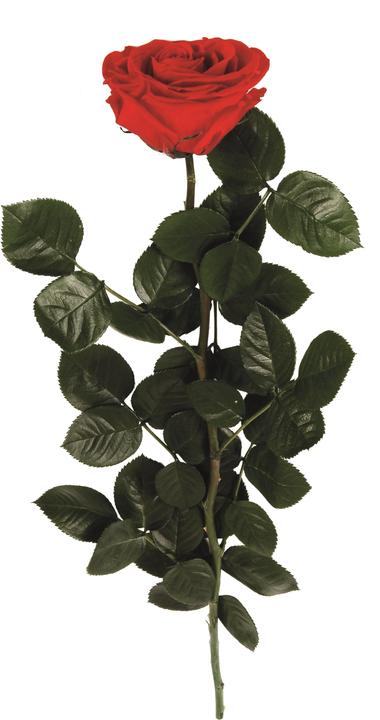 Rosas Rivas Stem Rose Premium, 56 cm