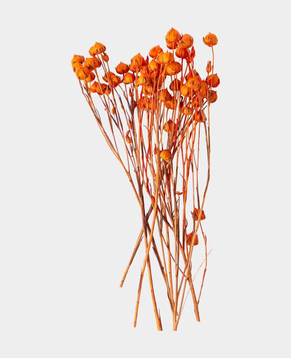 Immagine prodotto I Am Creative Fiori secchi Erba di lino (Fiori secchi)