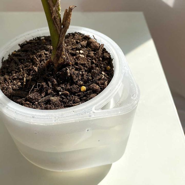 Produktbild boskke Till Planter, Transparenter Planzentopf mit Selbstbewässerung