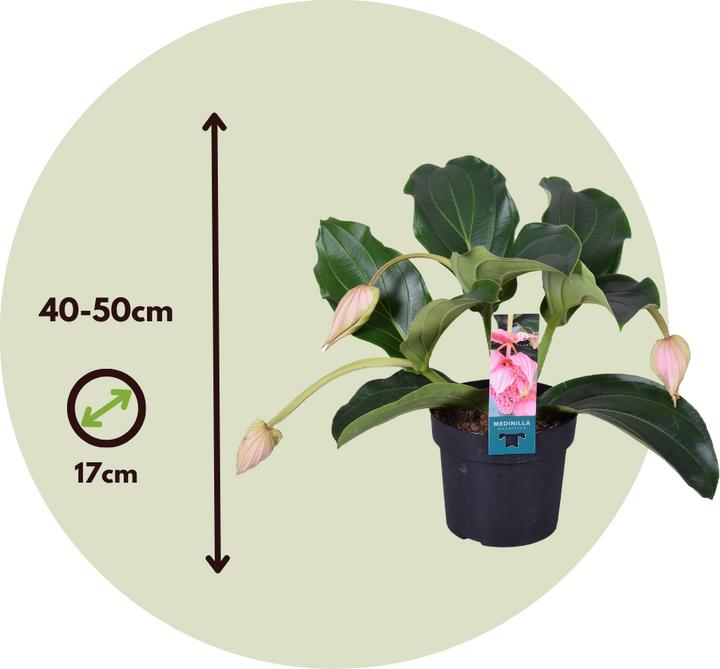 Actual product image Plant in a Box Medinilla Magnifica - Set of 2 Rose Medinilla (40 cm)