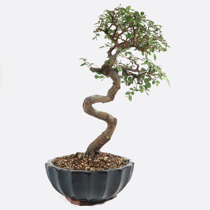 Bonsai.ch Ulmus Chinesische Ulme