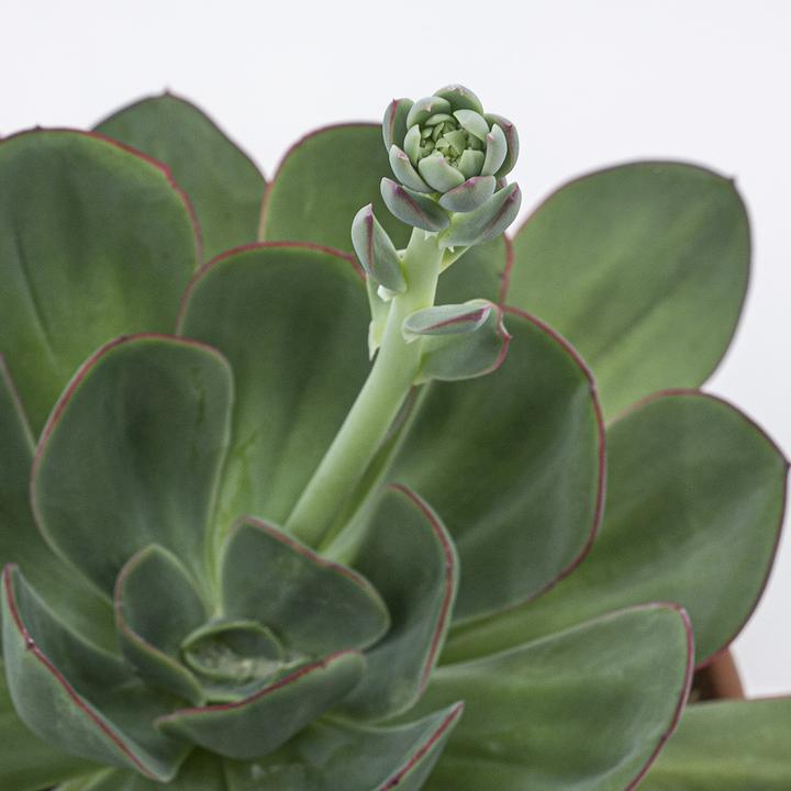 Actual product image Kakteen Gautschi Echeveria gigante verde (25 cm)