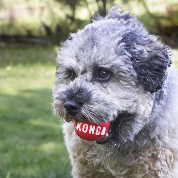 Produktbild KONG Signature Balls S (2 Stücke) (Wurfspielzeug Hund)