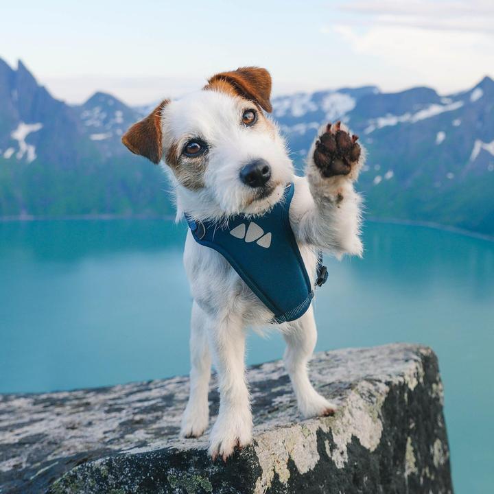 Produktbild Hurtta Geschirr Active schwarz (S, Hund)