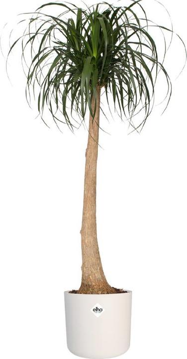 Produktbild Elho B.for soft (34.50 cm)