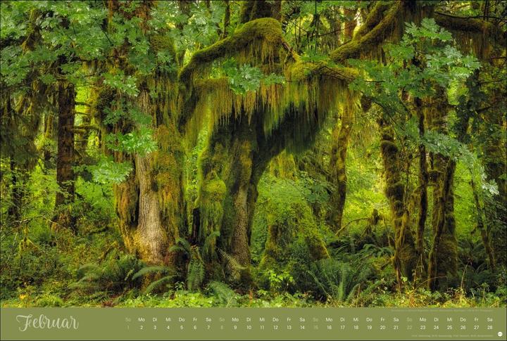 Actual product image Zauberwälder Edition Kalender 2026 (Hardcover, German)